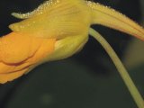Květ lichořeřišnice