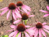 Třapatkovka nachová - Echinacea 1