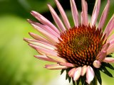 Třapatkovka nachová - Echinacea 2