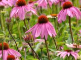 Třapatkovka nachová - Echinacea  4